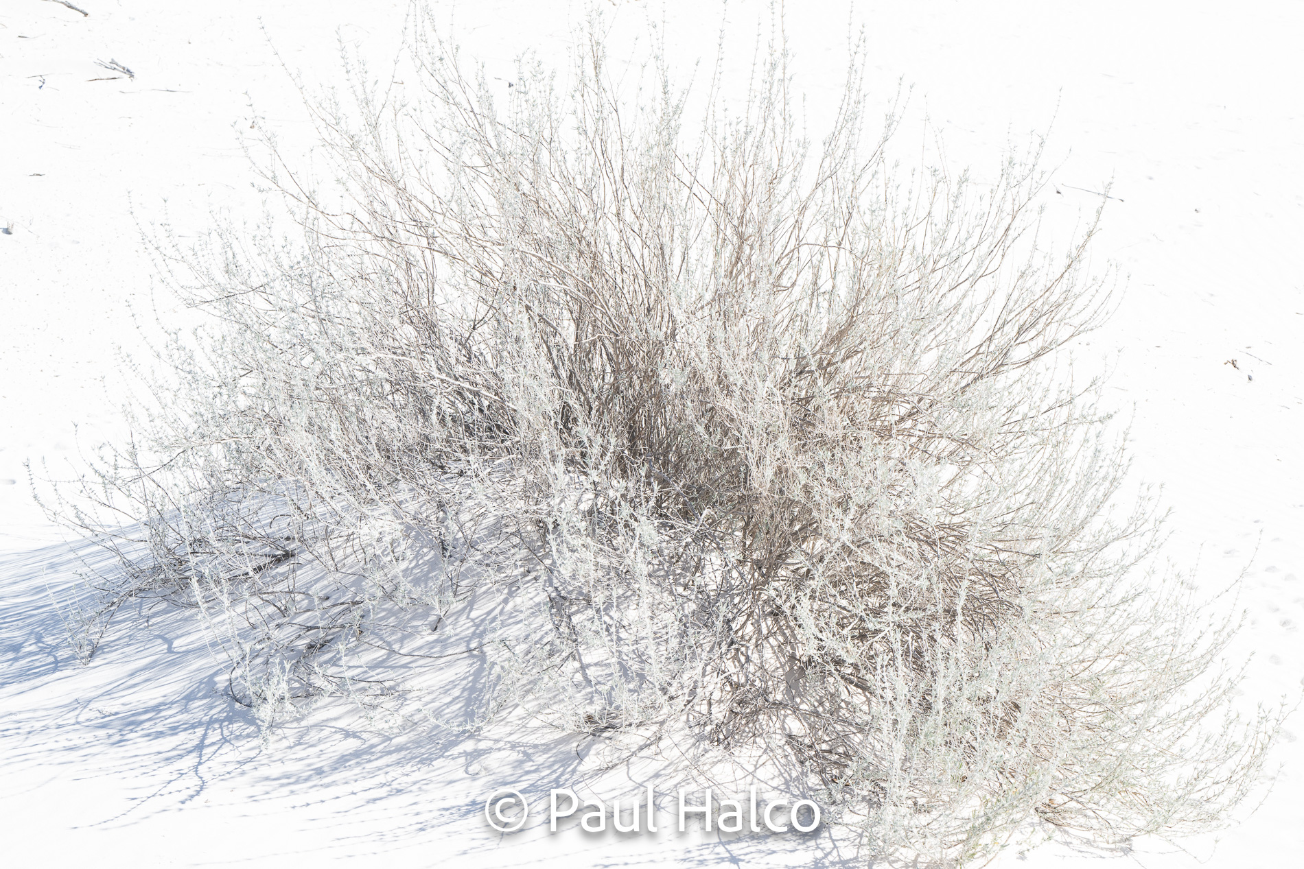 Paul Halco - White Sands NP-5